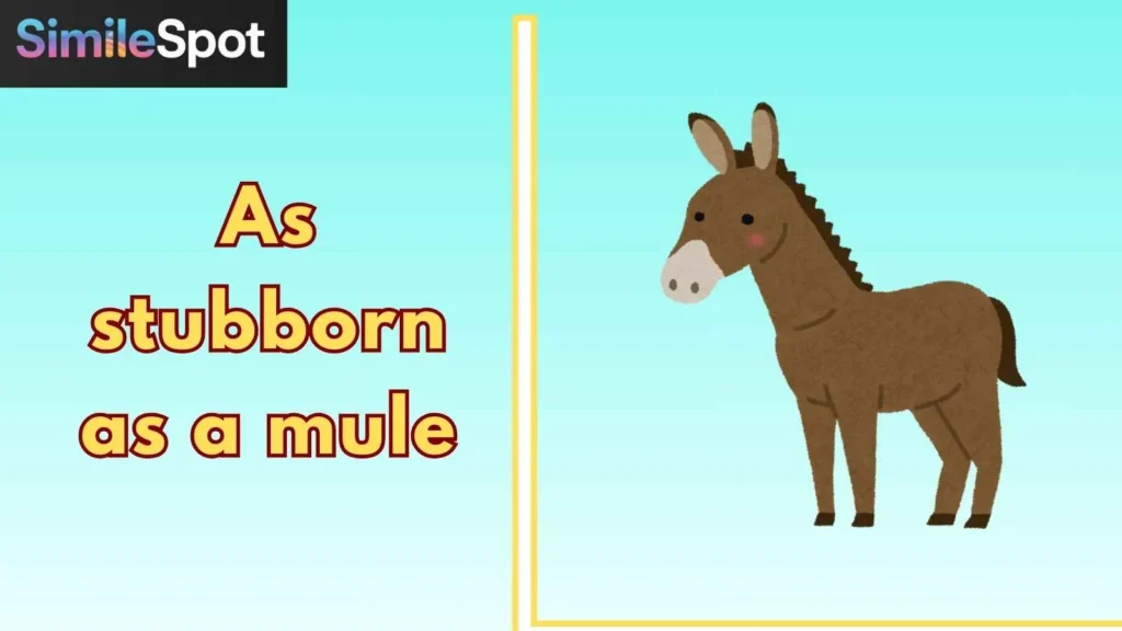 As stubborn as a mule