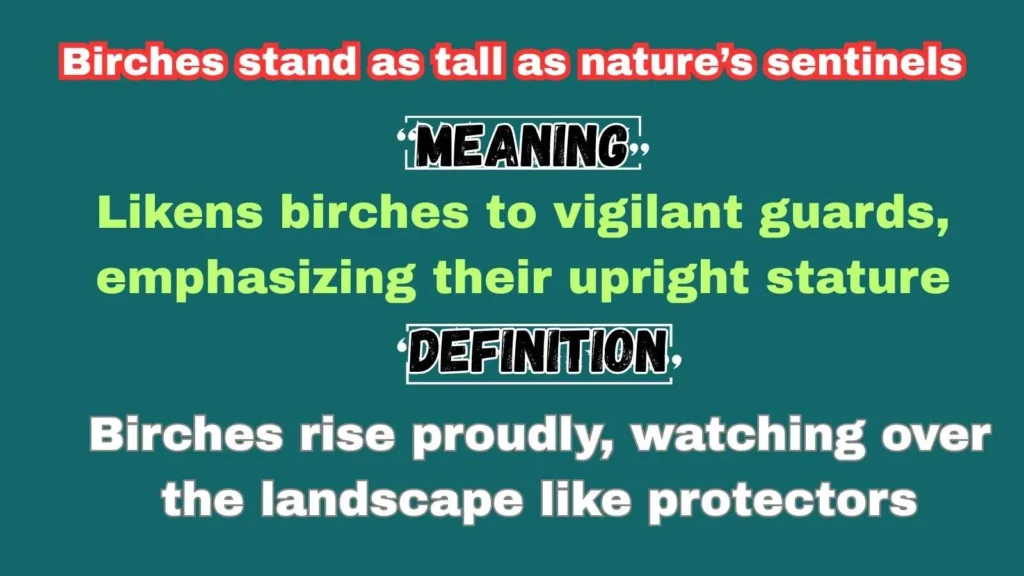 Birches stand as tall as nature’s sentinels