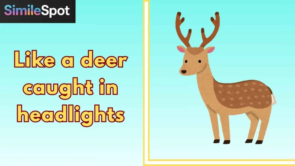 Like a deer caught in headlights