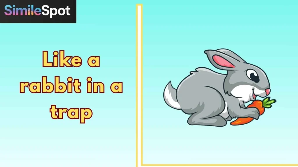Like a rabbit in a trap